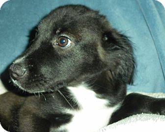 MICKEY | Adopted Puppy | Dix Hills, NY | Labrador ...