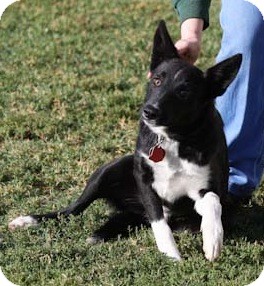 Pinto | Adopted Dog | Sterling, KS | Border Collie/Basenji Mix