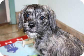 gouda - i do not shed! adopted puppy yorba linda, ca
