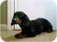 Datsun 280Z ADOPTED | Adopted Dog | Indianapolis, IN ...