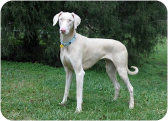 Vanilla | Adopted Dog | Greensboro, NC | Doberman Pinscher Mix