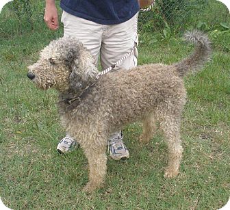 BENTON | Adopted Dog | W. Warwick, RI | Old English ...