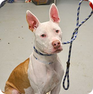 Yonkers, NY - American Staffordshire Terrier/Pharaoh Hound ...