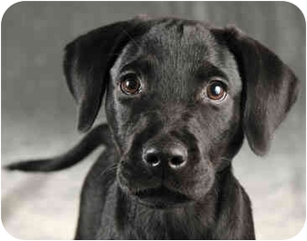 Wrangler | Adopted Puppy | Chicago, IL | Doberman Pinscher ...