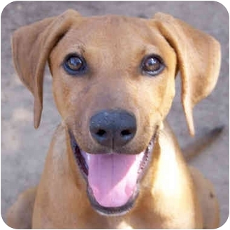 Lulu | Adopted Puppy | El Segundo, CA | Vizsla/Doberman ...