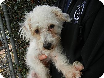 Houston, TX - Poodle (Miniature)/Bichon Frise Mix. Meet G ...
