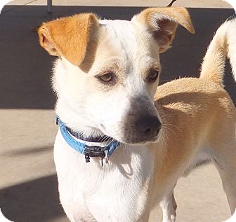 Wade | Adopted Dog | A156843 | Chula Vista, CA | Chihuahua/Jack Russell Terrier Mix
