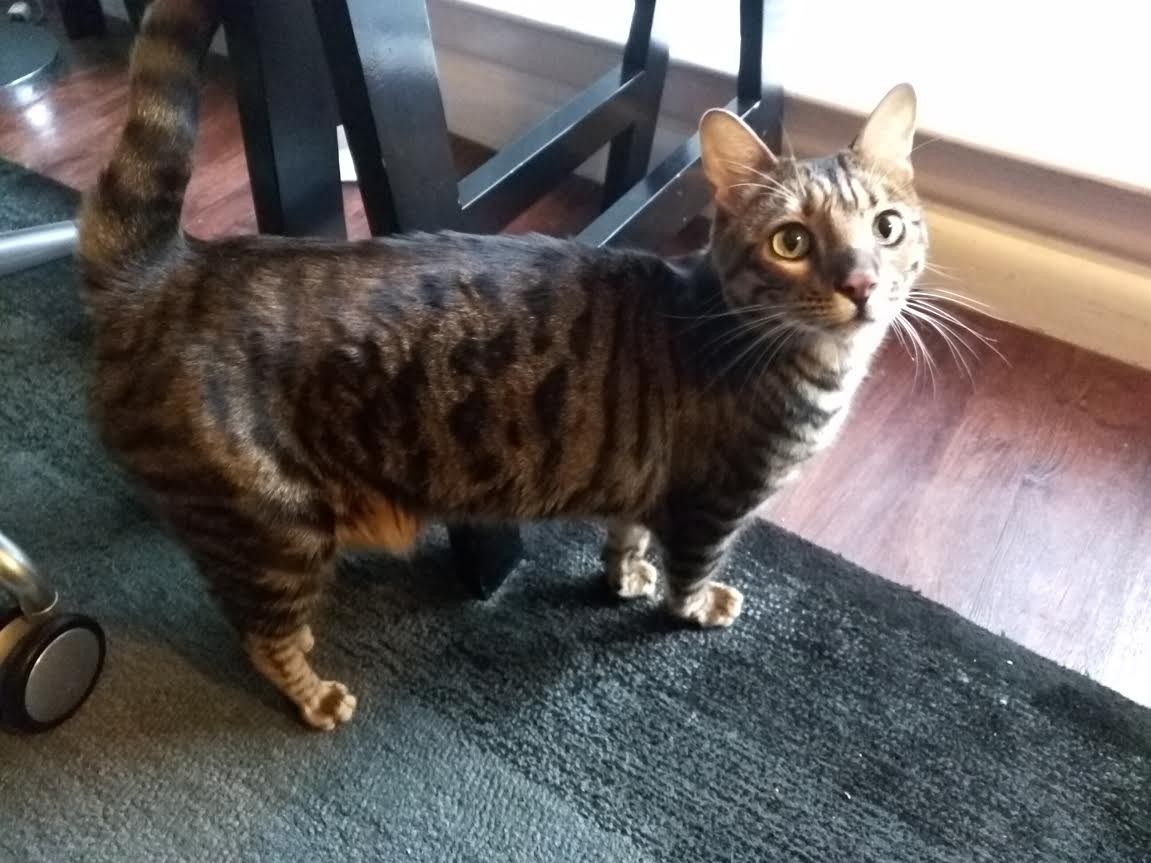 Adopt Dale a Tiger Striped Bengal (short coat) cat in Dallas, TX