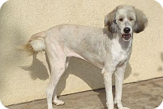 Stella | Adopted Dog | Tustin, CA | Old English Sheepdog ...