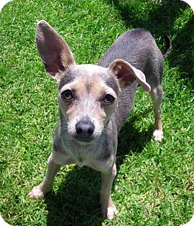 Chihuahua Mix Dog for adoption in El Cajon, California - Zoey Chihuahua Mix Dog for adption in El Cajon, California - Zoey