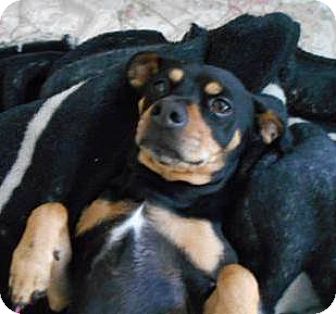 MAX | Adopted Dog | 1285 | Portland, OR | Dachshund ...