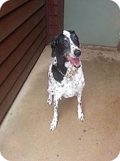 English Pointer Hound Mix