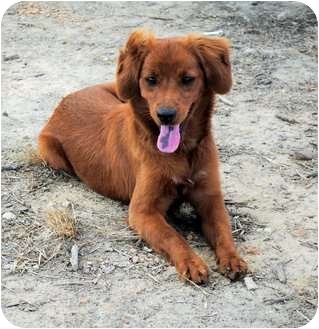 Irish Setter/Border Collie Mix Puppy for adption in Manchester, Vermont - Dora