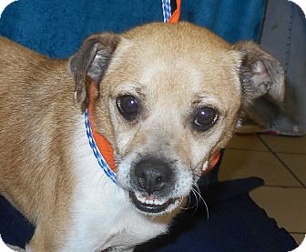 pugs nj allentown nj pug terrier unknown type small mix meet pugsley a for adoption pugs nj allentown nj pug terrier unknown type small mix meet pugsley a for adoption