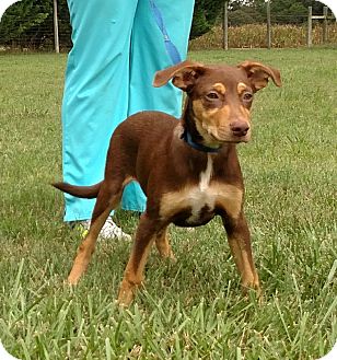 John $250 | Adopted Puppy | Seneca, SC | Australian Shepherd/Doberman Pinscher Mix