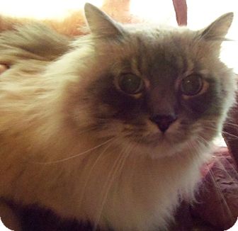 Ragdoll Cat for Sale in Ennis, Texas - Tanaki Ragdoll Cat for Sale in Ennis, Texas - Tanaki
