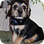 Photo 3 - Yorkie, Yorkshire Terrier/Schnauzer (Standard) Mix Puppy for adoption in Bedminster, New Jersey - Hollywood Photo 3 - Yorkie, Yorkshire Terrier/Schnauzer (Standard) Mix Puppy for adoption in Bedminster, New Jersey - Hollywood