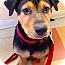 Photo 1 - Rottweiler/German Shepherd Dog Mix Puppy for adoption in Miami, Florida - Denver Photo 1 - Rottweiler/German Shepherd Dog Mix Puppy for adoption in Miami, Florida - Denver