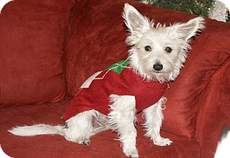 "Molly" | Adopted Dog | Seattle, WA | Yorkie, Yorkshire ...