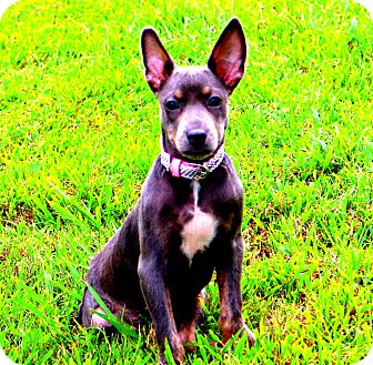 Glastonbury, CT - Doberman Pinscher Mix. Meet Jilly~Sweet tri-paw~meet me! a Puppy for Adoption.