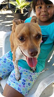 Fullerton, CA - Miniature Pinscher/Jack Russell Terrier ...