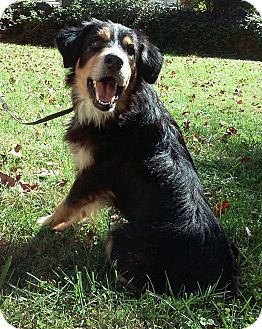Mount Gilead, OH - Bernese Mountain Dog/Australian ...
