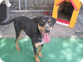 Teddy | Adopted Dog | San Antonio, TX | Manchester Terrier ...