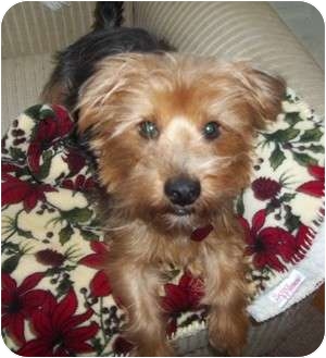 Jacksonville, FL - Yorkie, Yorkshire Terrier. Meet Ox a 