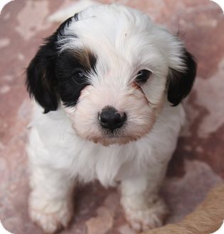 Calvin | Adopted Puppy | Henderson, NV | Poodle (Miniature)/Cavalier
