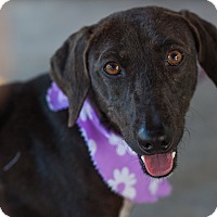 Victoria, BC - Terrier (Unknown Type, Small) Mix. Meet ...