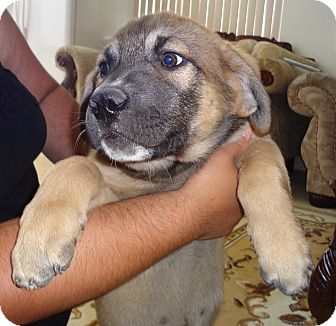 mastiff mix shepherd german jambo adoption pet nuevo dog puppy