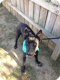 Jodie | Adopted Dog | Darlington, SC | Labrador Retriever ...