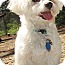 Photo 3 - Maltese/Poodle (Miniature) Mix Dog for adoption in Forked River, New Jersey - Rascal Photo 3 - Maltese/Poodle (Miniature) Mix Dog for adoption in Forked River, New Jersey - Rascal