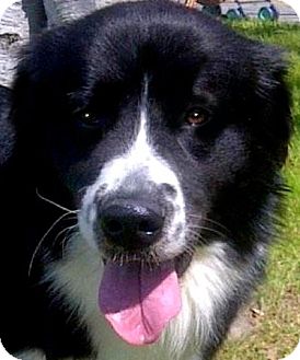 BOO(WOW!!! GORGEOUS!!! | Adopted Dog | Pawling, NY ...