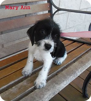 beagle mix schnauzer ann mary slidell