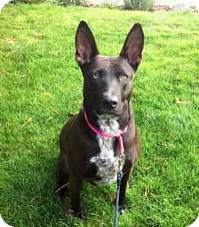 Sweetheart | Adopted Dog | Snohomish, WA | Australian ...