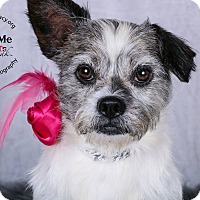 View Adopt A Pet Cincinnati Ohio Gif