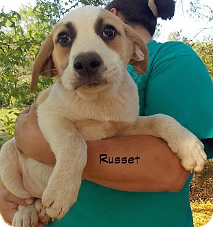 Old Saybrook, CT - English Bulldog/Great Pyrenees Mix. Meet Russet a Puppy for Adoption.