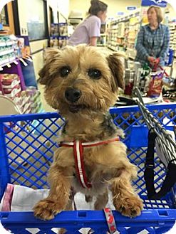 Staunton, VA - Norfolk Terrier/Yorkie, Yorkshire Terrier Mix. Meet Russ a Dog for Adoption.