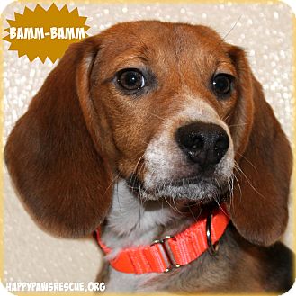 South Plainfield, NJ - Beagle. Meet Bamm-Bamm a Puppy for ...