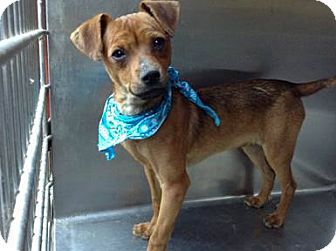 Blue | Adopted Puppy | Burbank, CA | Chihuahua/Miniature ...