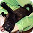 Photo 1 - Domestic Longhair Cat for adoption in Bentonville, Arkansas - Slinky Photo 1 - Domestic Longhair Cat for adoption in Bentonville, Arkansas - Slinky