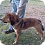 Photo 2 - German Shepherd Dog/Labrador Retriever Mix Dog for adoption in Lancaster, Virginia - Dixon Photo 2 - German Shepherd Dog/Labrador Retriever Mix Dog for adoption in Lancaster, Virginia - Dixon