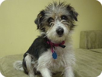Scruffy | Adopted Dog | 21718216 | Philadelphia, PA | Terrier (Unknown ...
