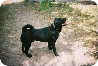 KIRBY | Adopted Dog | Green Cove Springs, FL | Akita/Chow ...