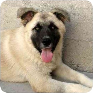 Rex | Adopted Puppy | Chicago, IL | German Shepherd Dog/Akita Mix