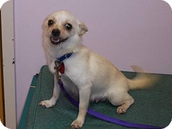 Snowflake | Adopted Dog | North Wilkesboro, NC ...