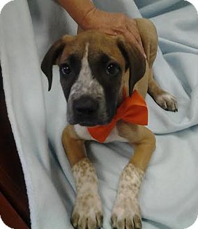 Boxer Great Dane Mix Puppies : My 8 week old Great Dane/Boxer mix puppy