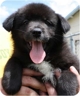 4562 | Adopted Puppy | Jerome, ID | Norwegian Elkhound/Labrador Retriever Mix