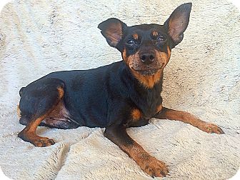Leo! | Adopted Dog | New York, NY | Miniature Pinscher Mix